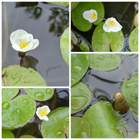 Водный мир на моем участке. - 15.06.15.jpg