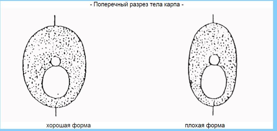 Мини аква-пруд (Адлер) - форма 2.JPG