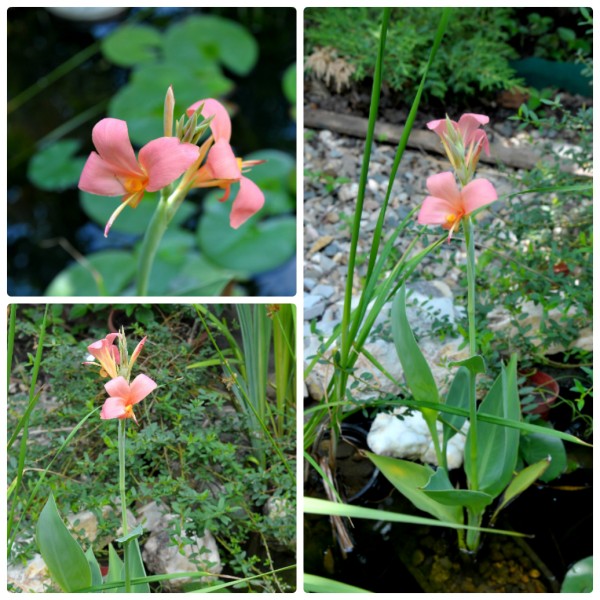 Водный мир на моем участке. - collage_photocat28.06.15.jpg