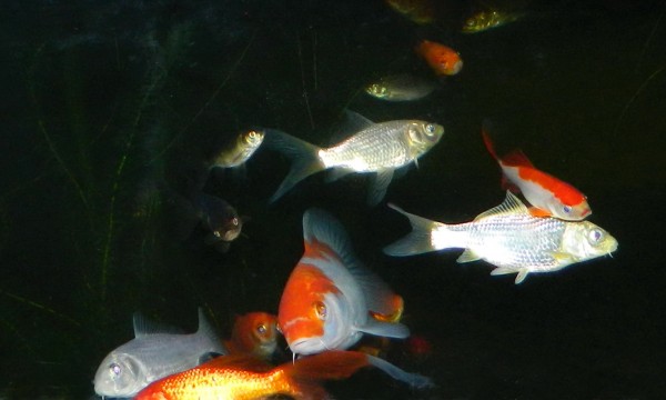 У белой кометы чешуя блестит, как и у маленького несчастного кои - DSCN5014.JPG