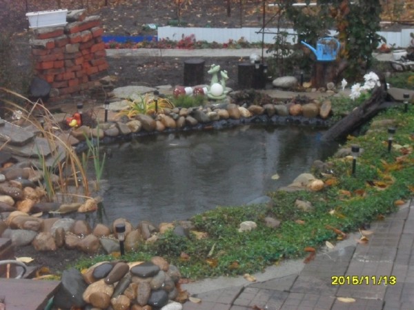 Водный мир на моем участке. - SDC13986.JPG