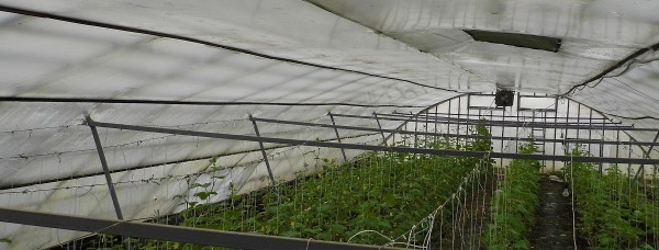 Биоплато. Личный опыт. - 3.JPG